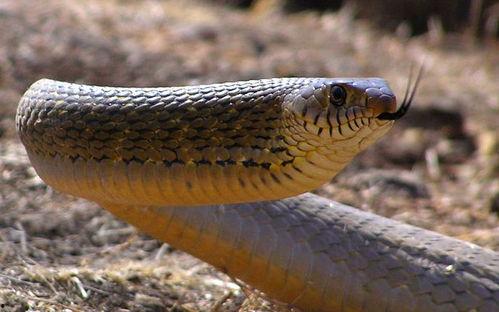 蛇父龙子,探寻神秘血脉的传奇故事