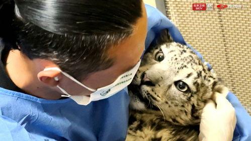 熊猫奇遇记 第二季,穿越时空的奇幻冒险